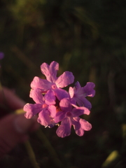 Verbena intermedia