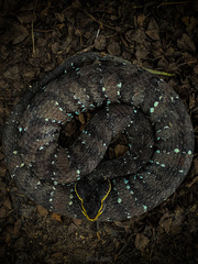 Agkistrodon russeolus