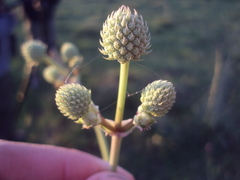 Eryngium horridum