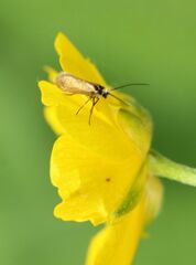 Micropterix