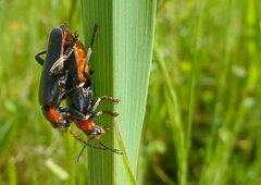 Cantharis fusca