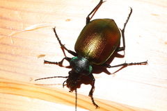 Calosoma sycophanta