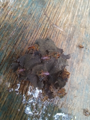 Tetragonisca angustula