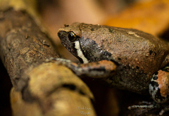 Hypopachus variolosus
