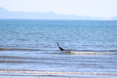Egretta rufescens dickeyi