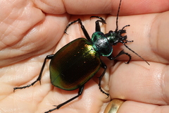 Calosoma sycophanta
