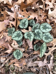 Cyclamen persicum