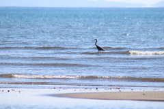 Egretta rufescens dickeyi
