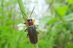 Cantharis fusca