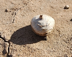 Tulostoma