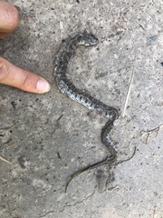 Nerodia sipedon insularum