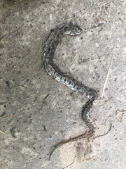 Nerodia sipedon insularum