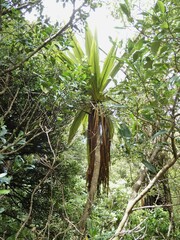 Cordyline indivisa