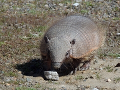 Chaetophractus villosus