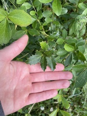 Berberis glaucocarpa