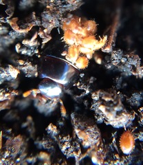 Coleoptera