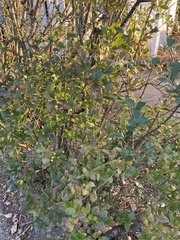 Ligustrum ovalifolium