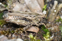 Tetrix undulata