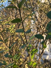 Ligustrum ovalifolium