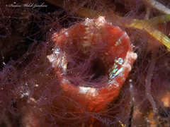 Polycarpa spongiabilis