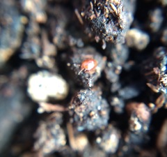 Coleoptera
