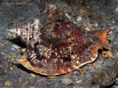 Lobatus raninus