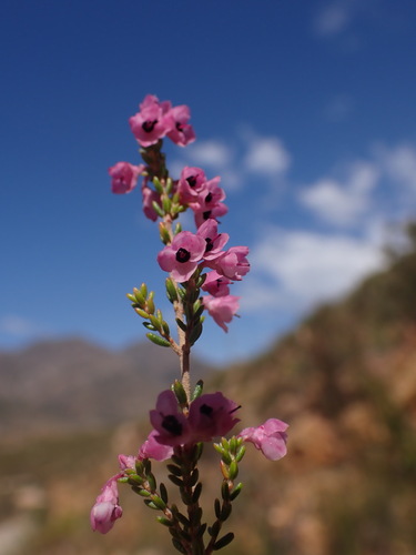 Image of Blackcrown Heath (Erica melanthera) by (c) Ren Hoekstra, some rights reserved (CC BY)