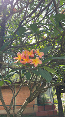 Plumeria rubra