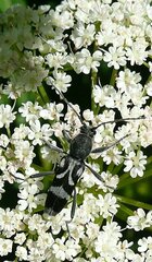 Chlorophorus figuratus