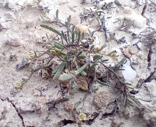 Kirk's Scurvy Grass (Lepidium kirkii)