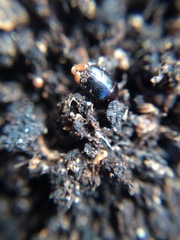 Coleoptera