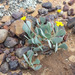 Othonna cacalioides L.f.