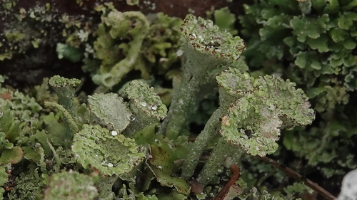 Taurinė šiurė nuotrauka