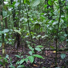 Spilotes pullatus