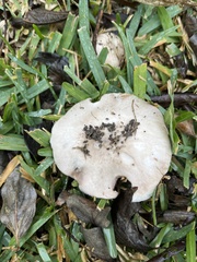 Agaricus arvensis