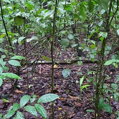 Spilotes pullatus