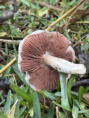 Agaricus arvensis