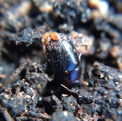 Coleoptera