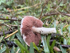 Agaricus arvensis