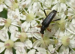 Grammoptera ruficornis