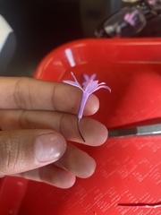 Tulbaghia