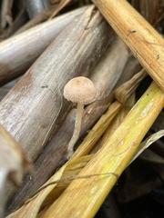 Candolleomyces typhae