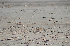 Ocypode occidentalis