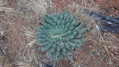 Euphorbia crassipes