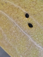 Aphis craccivora