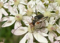 Grammoptera ruficornis