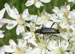 Grammoptera ruficornis