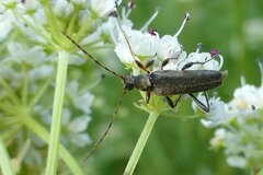 Grammoptera ruficornis
