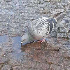 Columba livia domestica