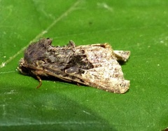 Euplexia benesimilis